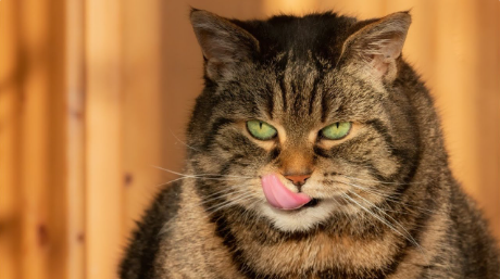 Кот солидарности