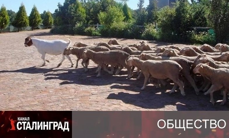 Бараны капитализма