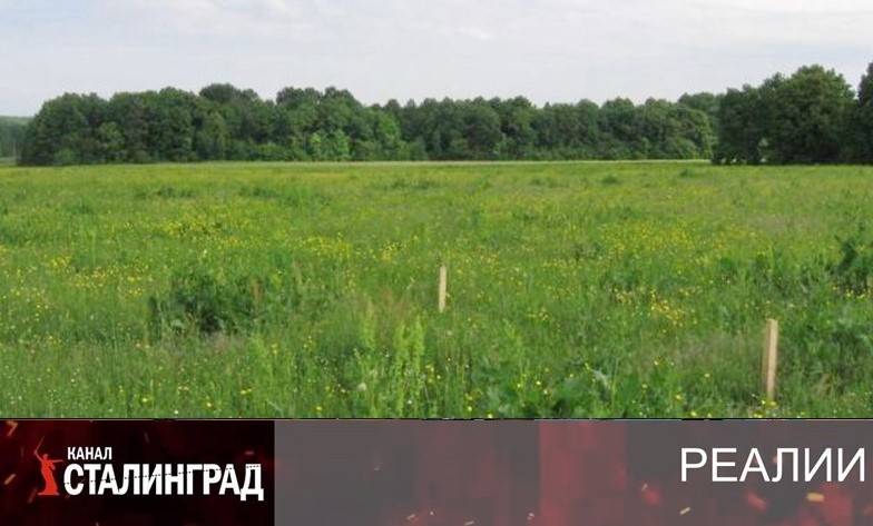 В чистом поле