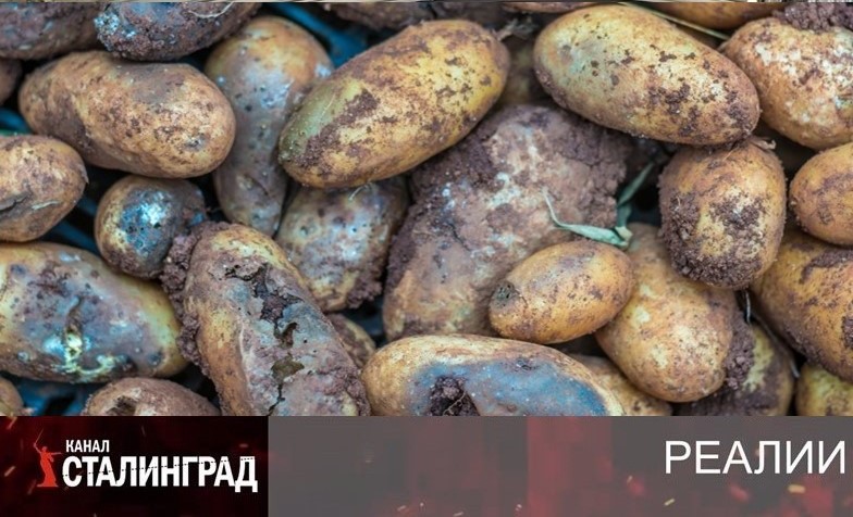 Гнильё