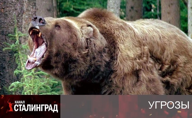 Атака бурых медведей.