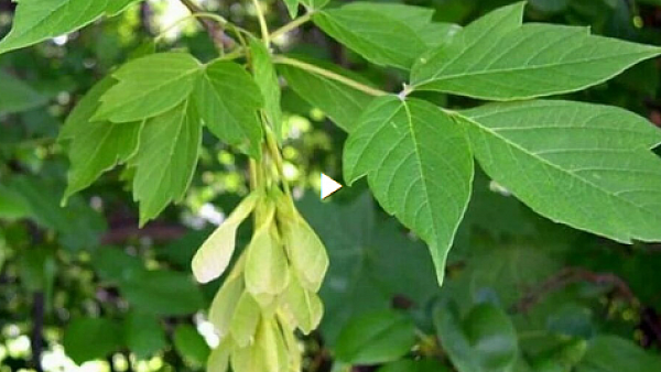 Борьба с деревьями