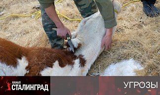 Молчание телят