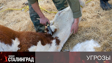 Молчание телят