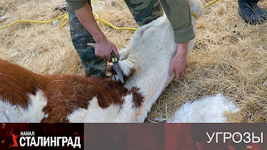 Молчание телят