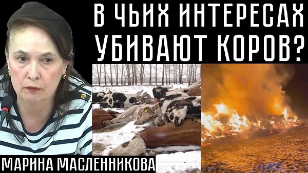 В ЧЬИХ ИНТЕРЕСАХ УБИВАЮТ КОРОВ? Марина Масленникова