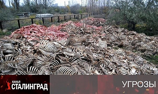 "Коровий" бунт