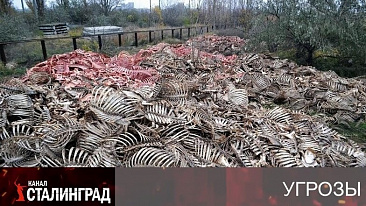 "Коровий" бунт