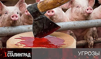 Снова резня. Свиньи.