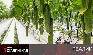 Цена суверенного огурца.