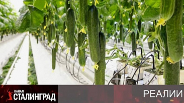 Цена суверенного огурца.