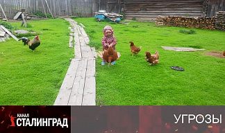Цыплят по осени…