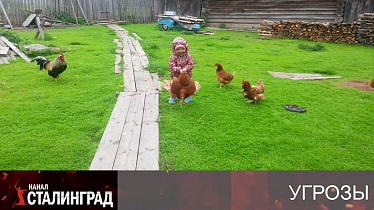 Цыплят по осени…