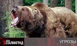Атака бурых медведей.