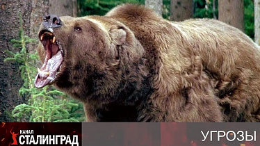 Атака бурых медведей.