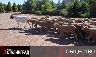 Бараны капитализма