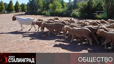 Бараны капитализма