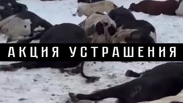 АКЦИЯ УСТРАШЕНИЯ. (Видео записано 18 марта 2026 года)